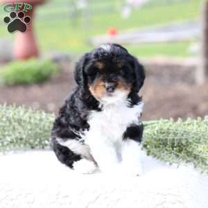 Kinsley, Cavapoo Puppy